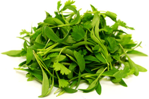 cilantro leaves 3